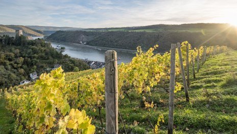 Weinberge vor Burg Gutenfels | © Andreas Pacek, fototour-deutschland.de, Andreas Pacek, fototour-deutschland.de