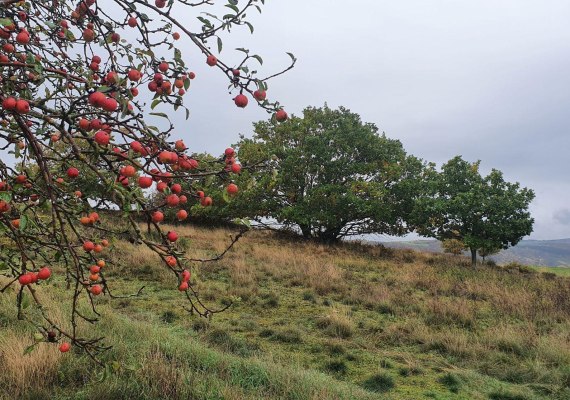 Niederburger Heide | © Thomas Biersch