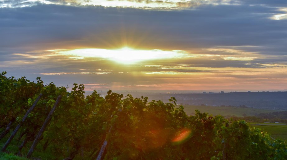 Weinberge | © Weingut Kurt Bug