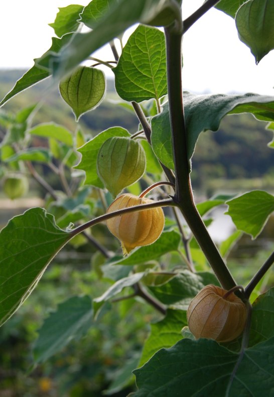 Physalis | © Physalia Mittelrhein