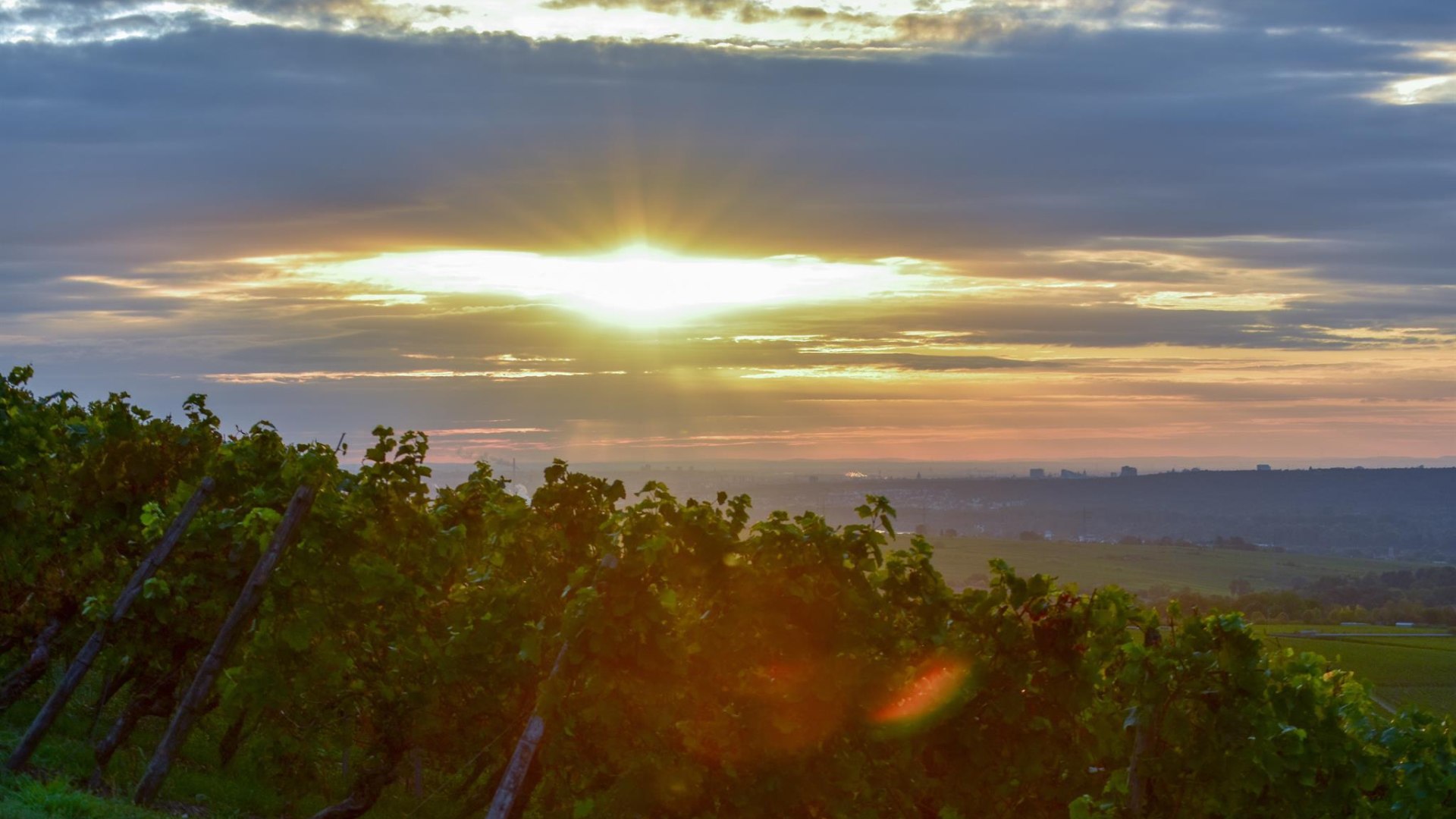 Weinberge | © Weingut Kurt Bug