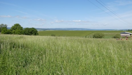 Urbach-Runde, Variante C | © Wanderfreunde Weisel, Romantischer Rhein Tourismus GmbH