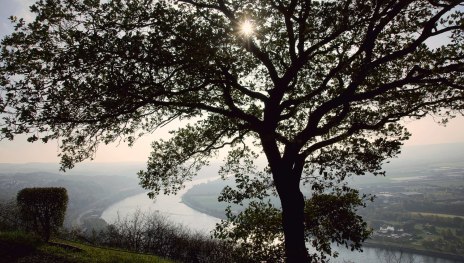 Erpeler Ley | © Friedrich Gier, Romantischer Rhein Tourismus GmbH