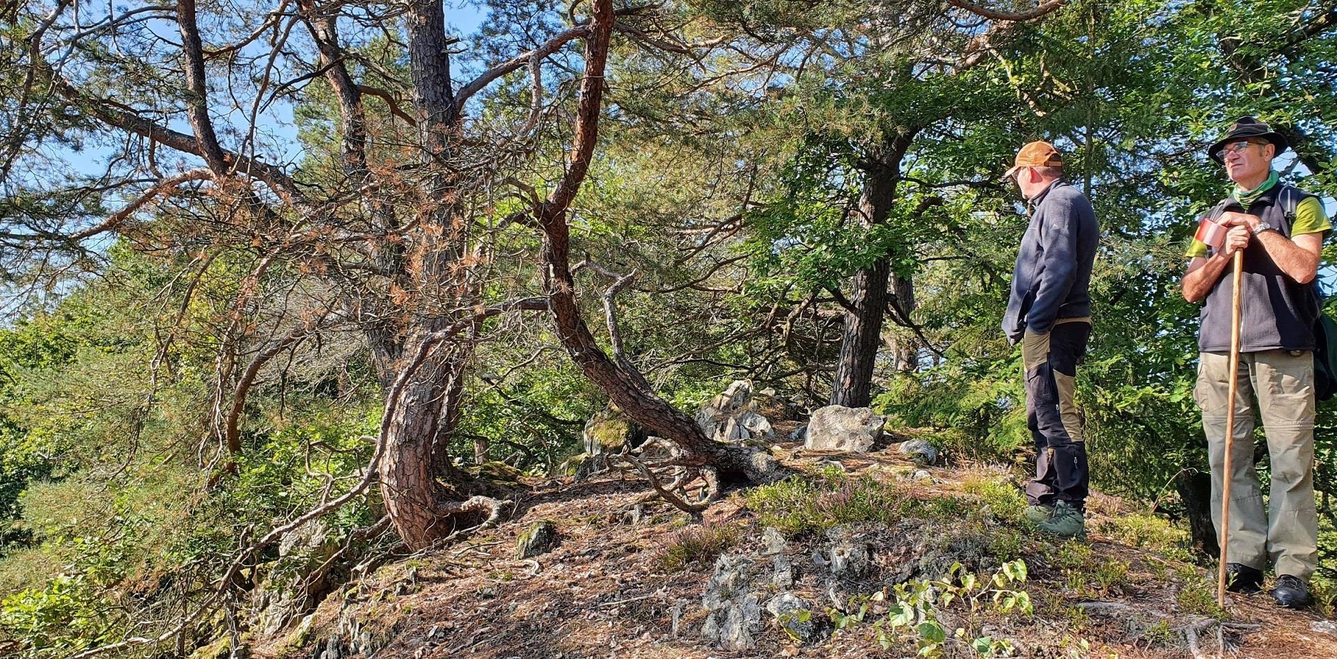 Wanderwarte am Kleinmödersnack | © T. Biersch