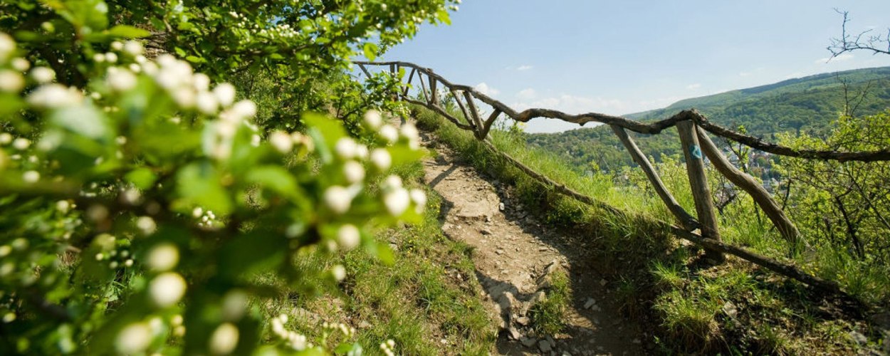 Filsener Ley | © Dominik Ketz, Rheinland-Pfalz Tourismus GmbH