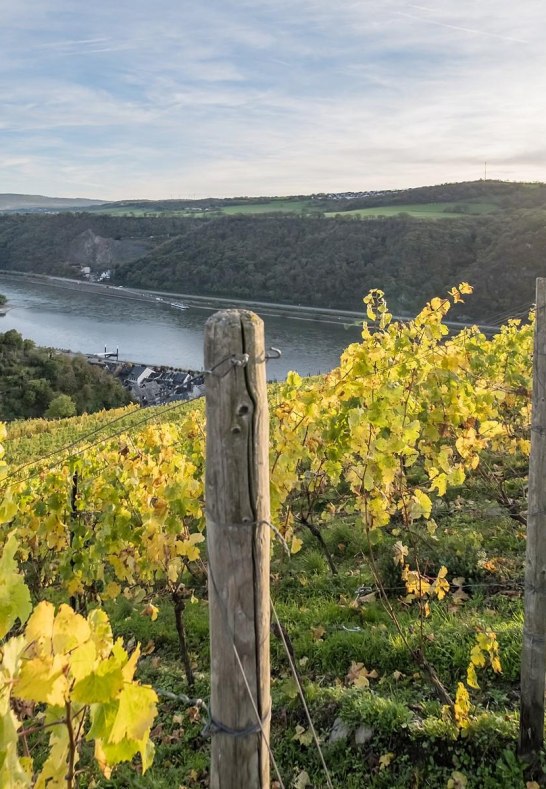 Weinberge vor Burg Gutenfels | © Andreas Pacek, fototour-deutschland.de