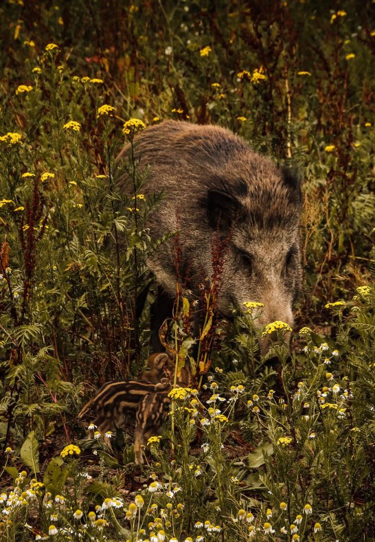 Wildschwein | © Johannes Bruchhof