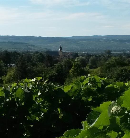 Weinberge | © Krick