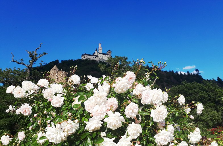 Rosen und Marksburg | © Katharina Schattner/Romantischer Rhein Tourismus GmbH