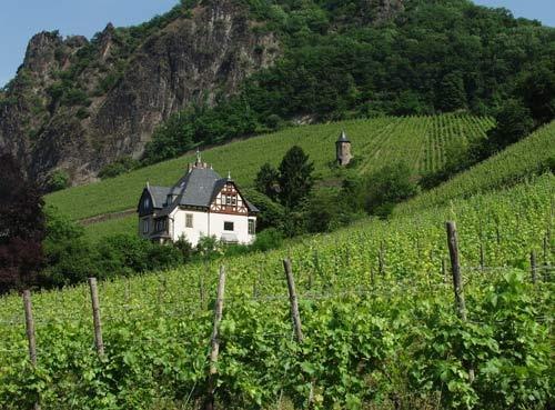 Weinberge bei Rhöndorf | © Familie Leven