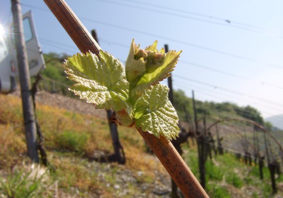 Frühjahr, neuer Rebtrieb im Bopparder Hamm | © Weingut Volk