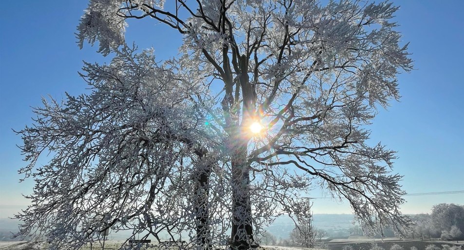 Heiße Baum | © Sebastian Haupt