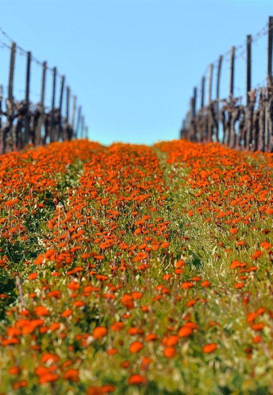 Weinberg | © Winzer von Erbach