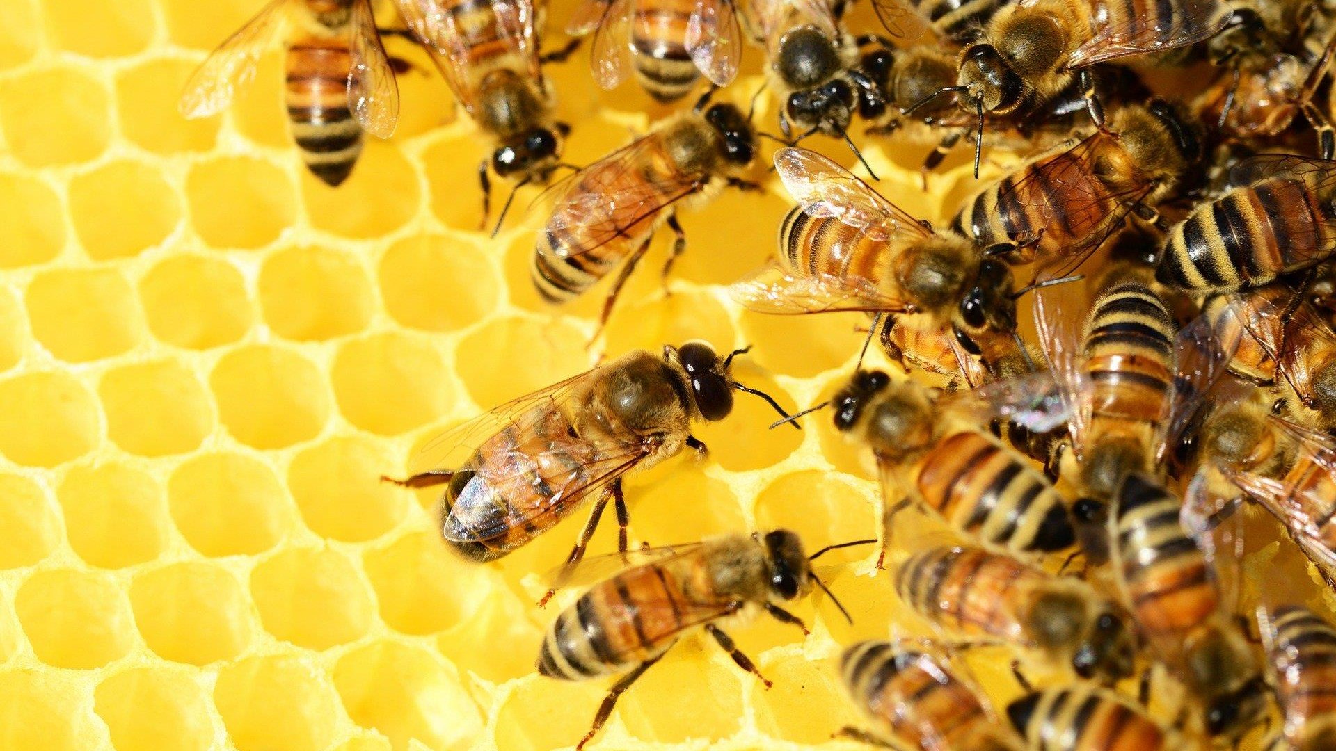 Bienen | © Pixabay