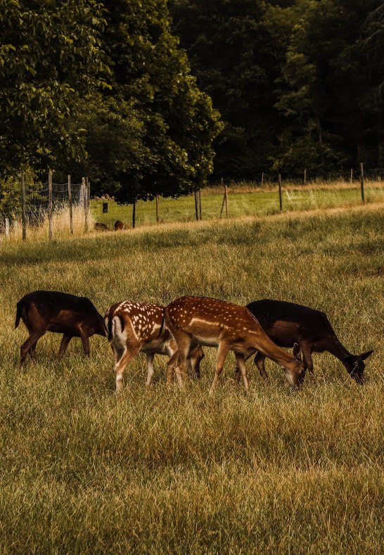 Rehe | © Johannes Bruchhof