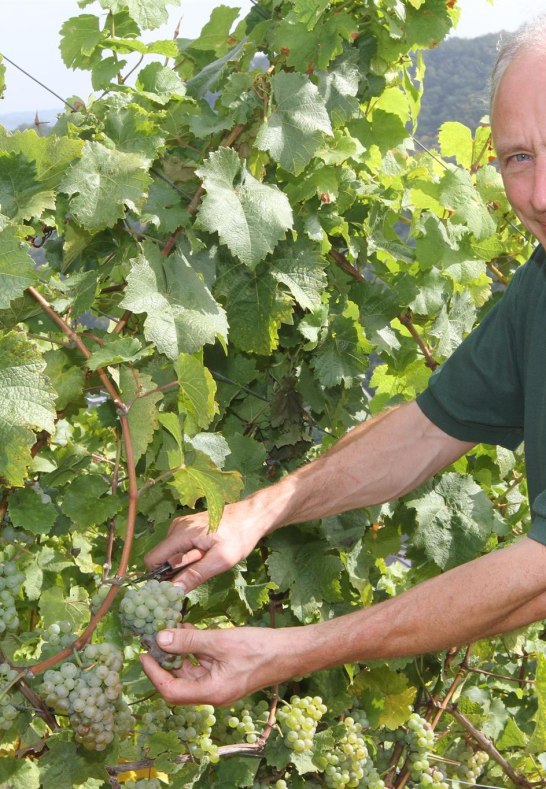 Weingut Lanius-Knab_Jörg Lanius bei der Weinlese | © Lanius-Knab